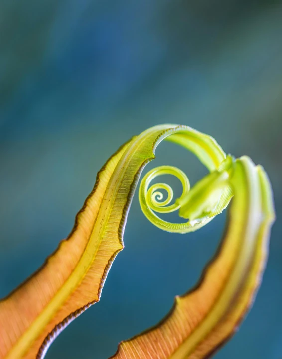 a close up picture of a plant's leaves