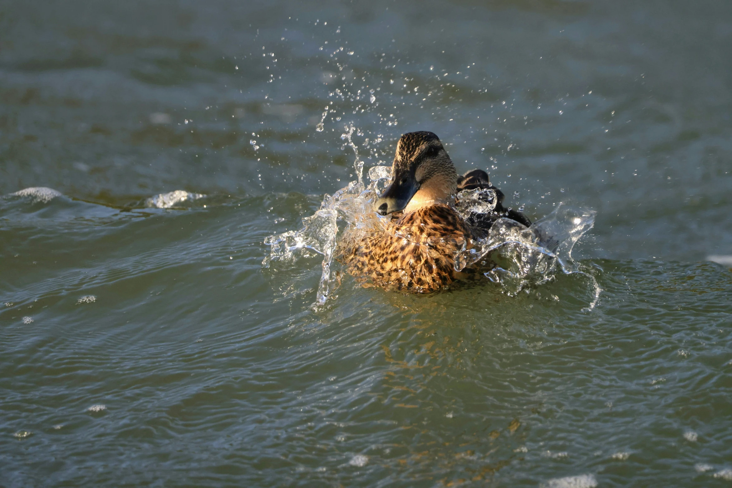 two ducks, one male, are swimming in water