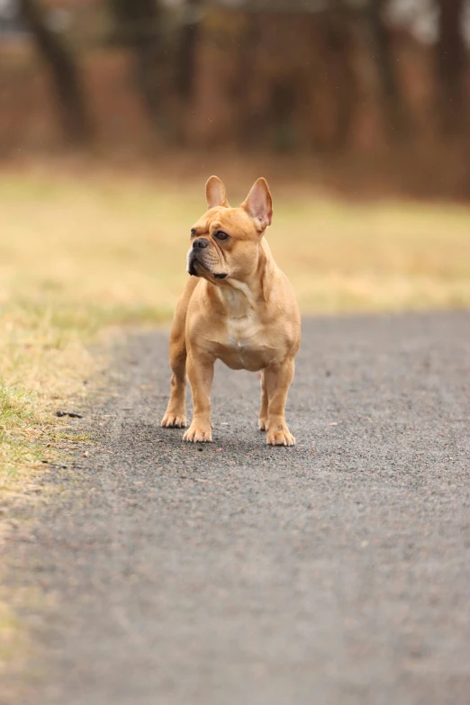 a small tan puppy standing on a road