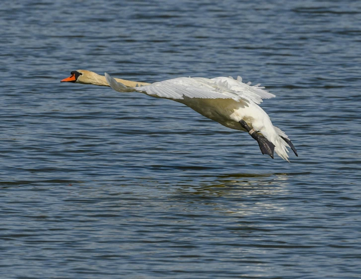 the swan is in flight over the water