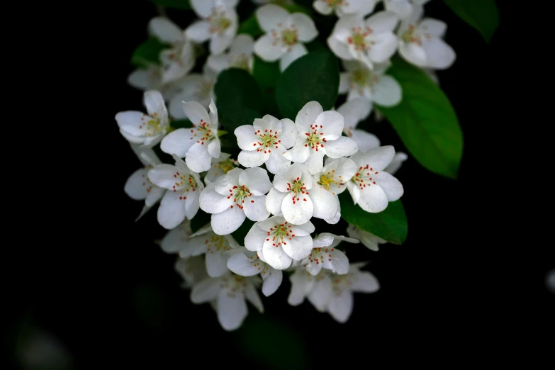 some white flowers on the stem and leaves