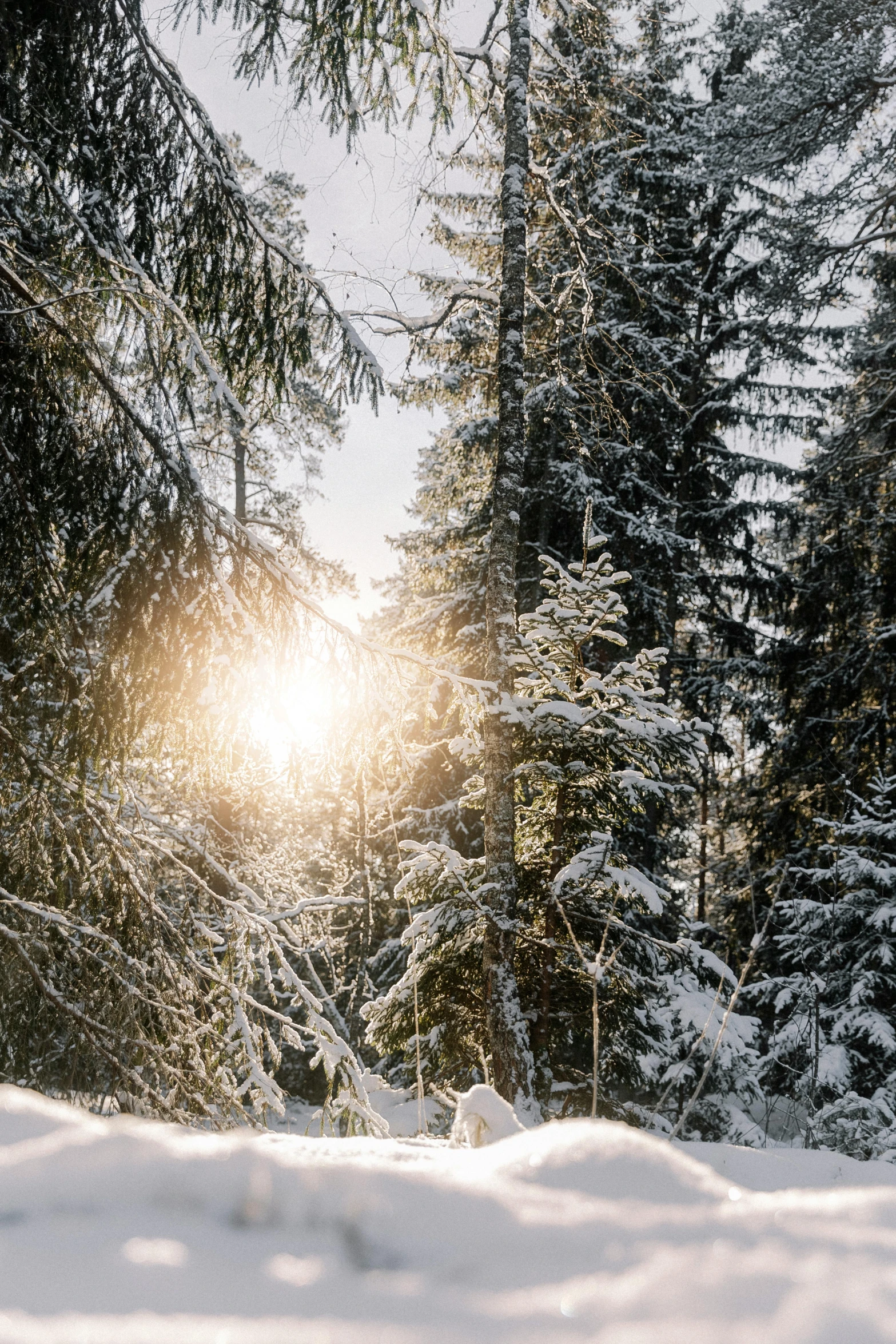 a sunny tree filled forest with snow