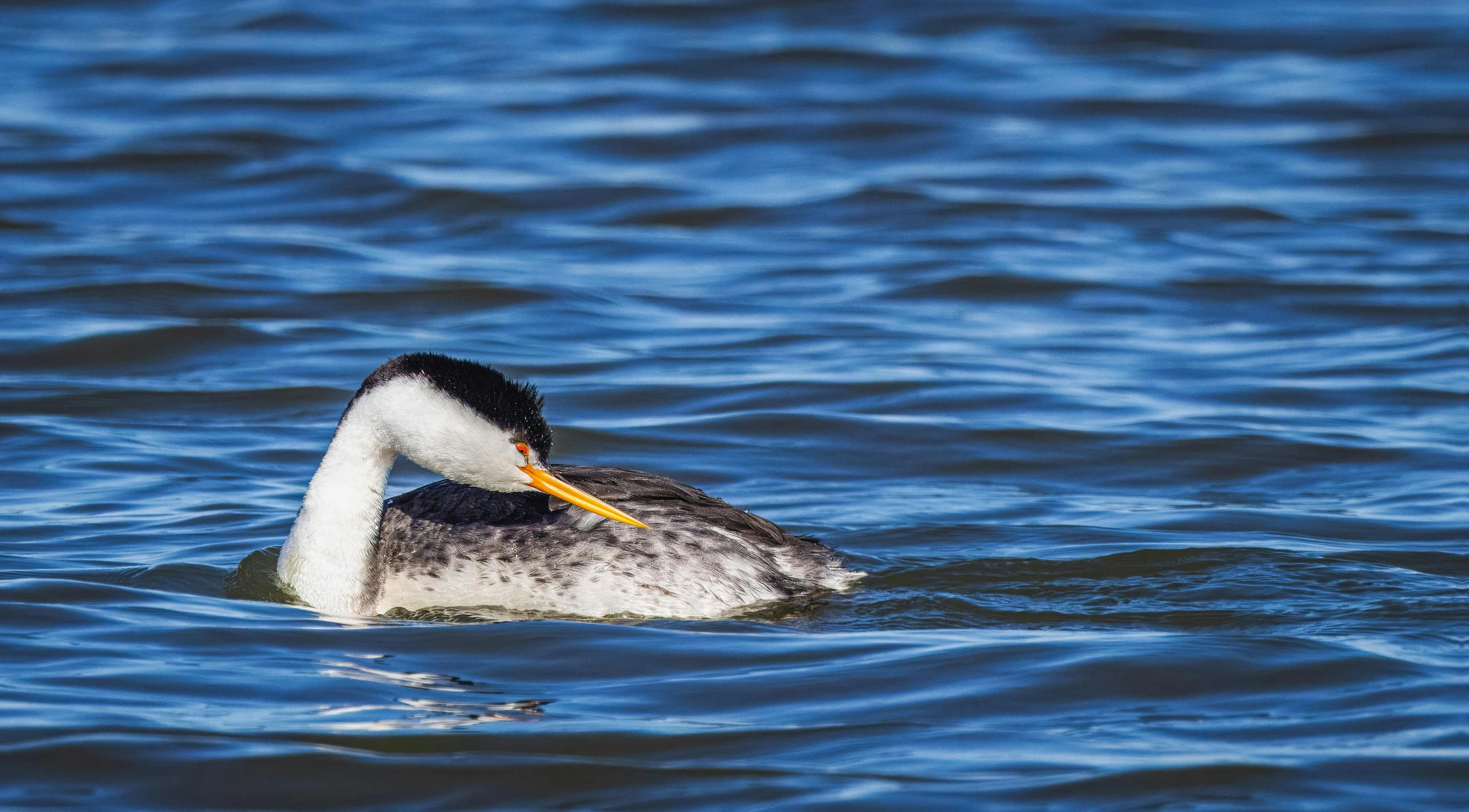 a bird is in the water with a yellow beak