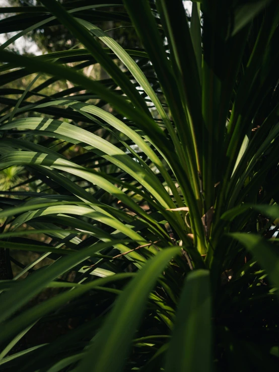 the lush foliage is green and has a long thin stalk