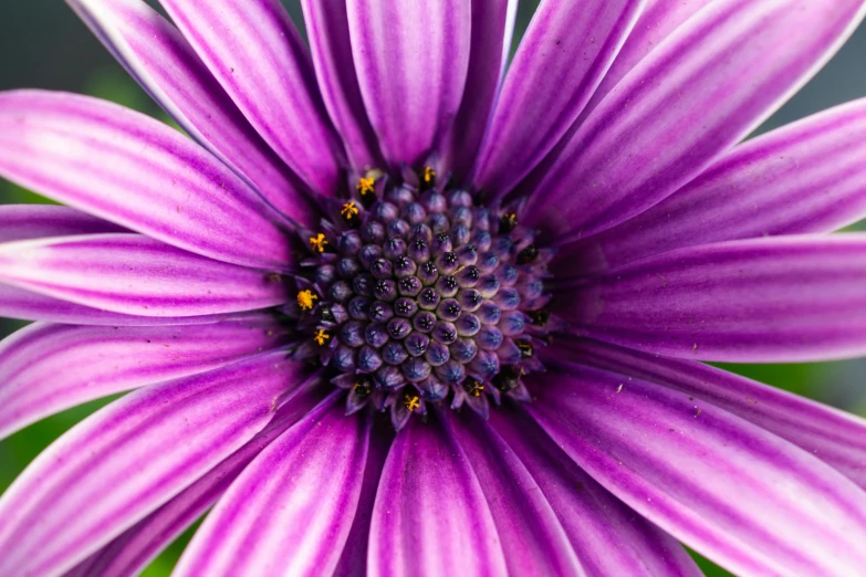 an image of purple flowers that are growing in pots