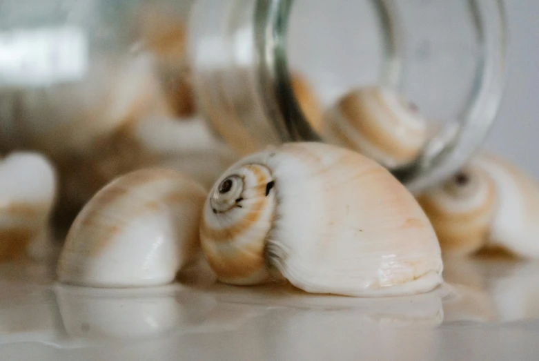 a close up of shells in a jar