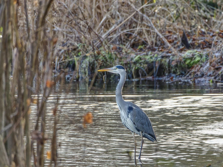 a bird standing in water looking at the ground