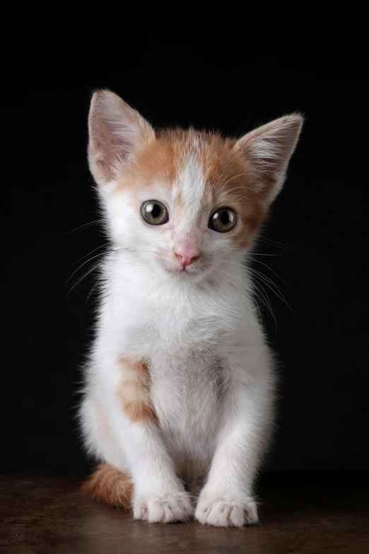 an orange and white kitten sitting on a wooden table