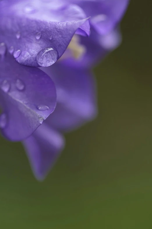 this is a purple flower with drops of water on it