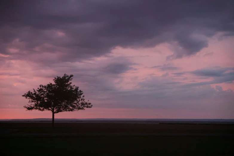 this is a lone tree in the field under a cloudy sky