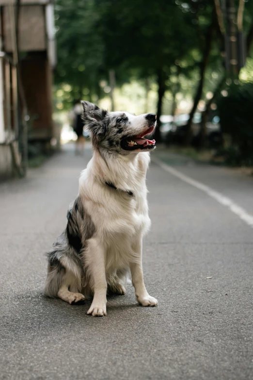 a dog sitting on the street and looking up