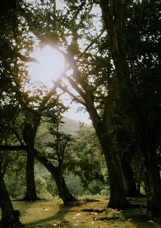 a bench on a hillside beneath some trees