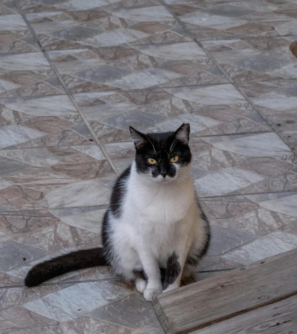 a black and white cat is sitting on the ground