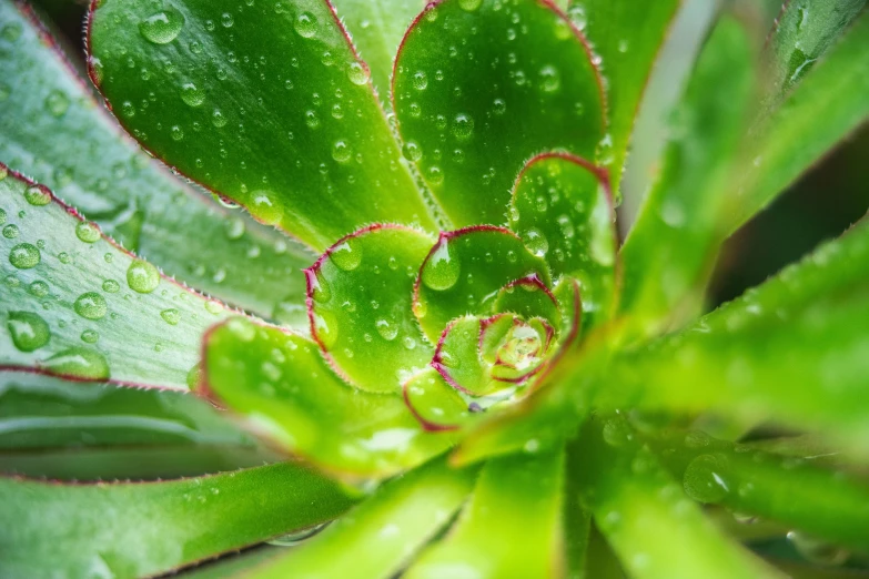 a green leaf with water drops on the leaves