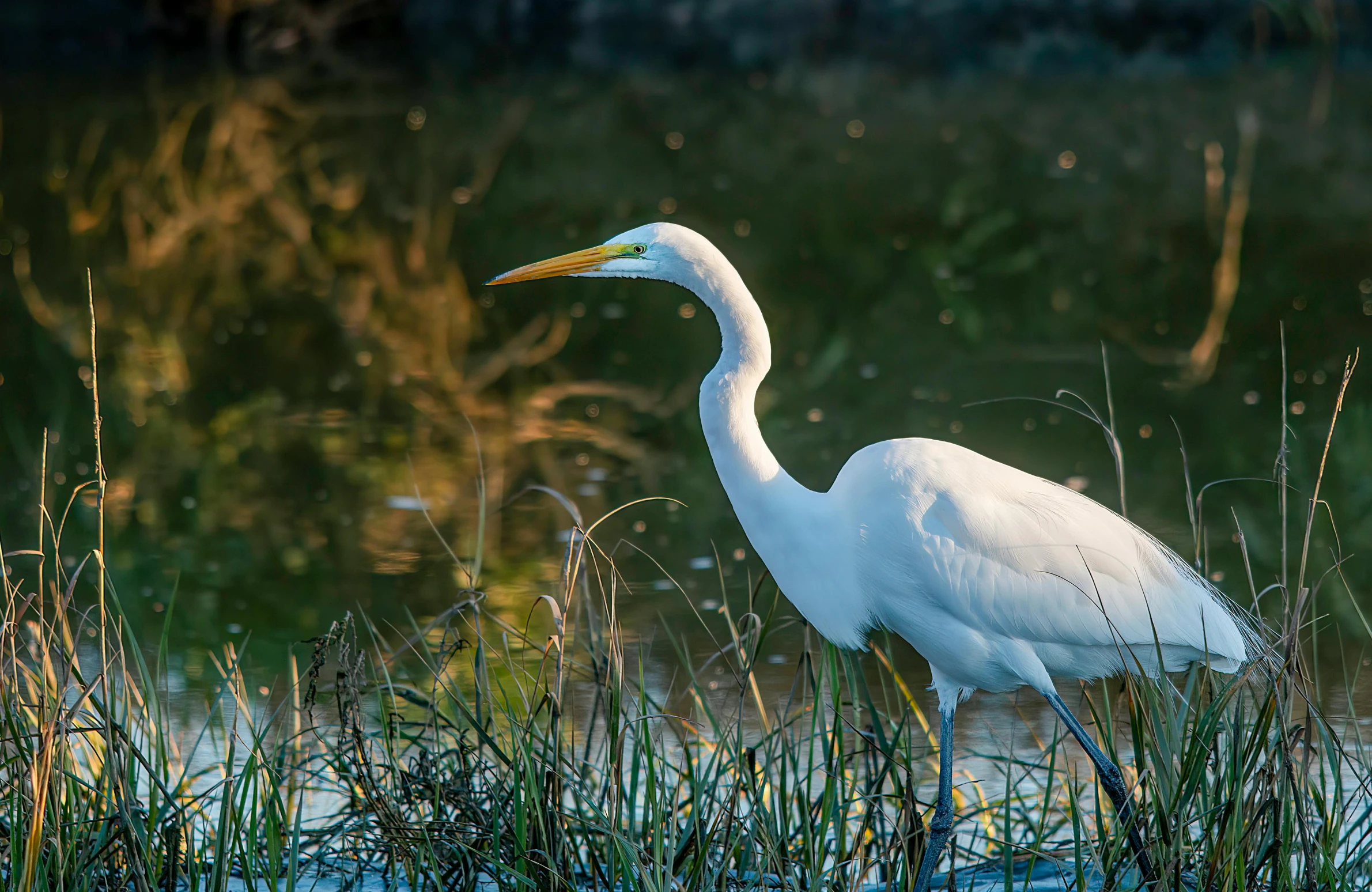 the white bird stands in some tall grass