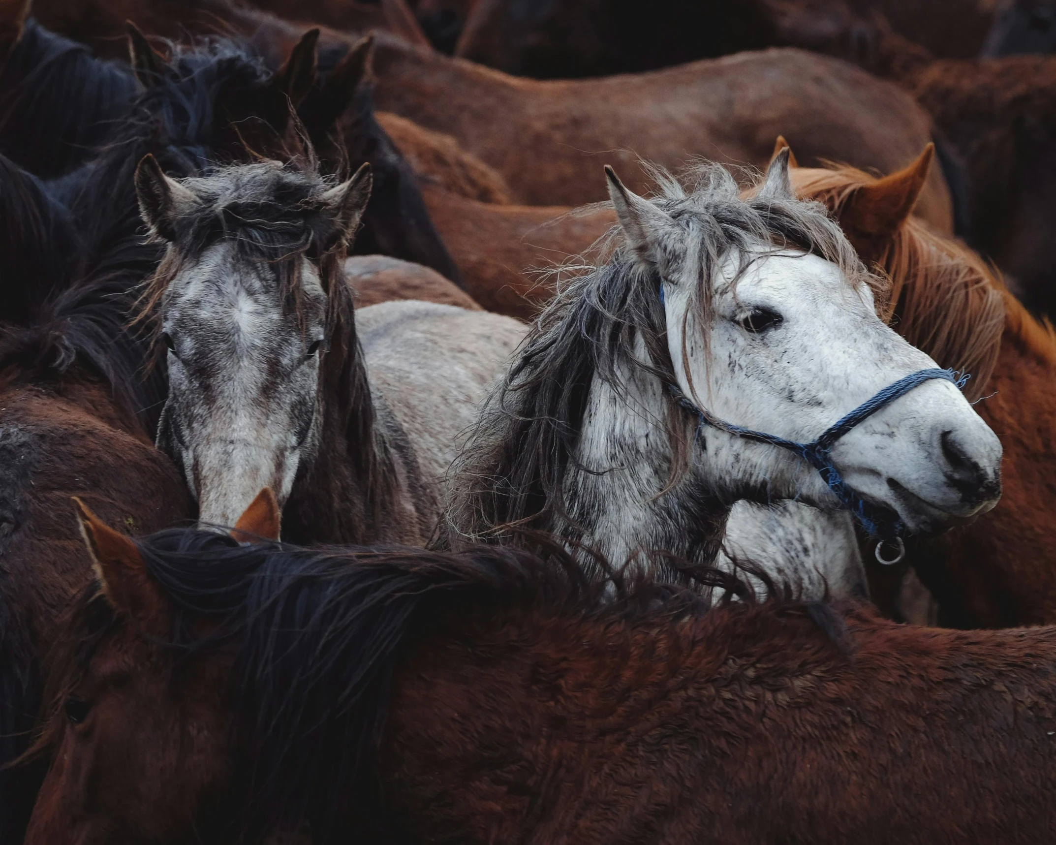 a herd of horses standing around each other