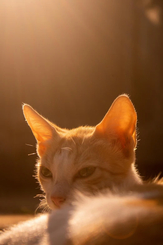 an orange and white cat laying down with sunlight streaming through the top