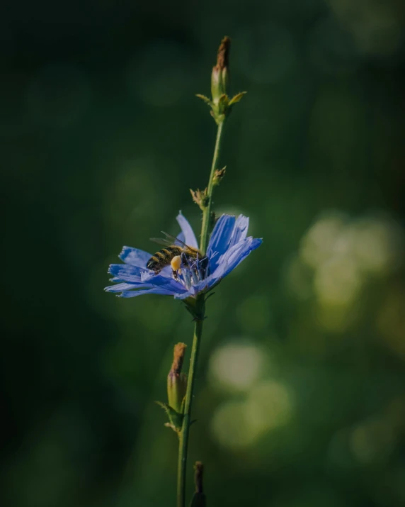 a blue flower with bees on it in the green grass