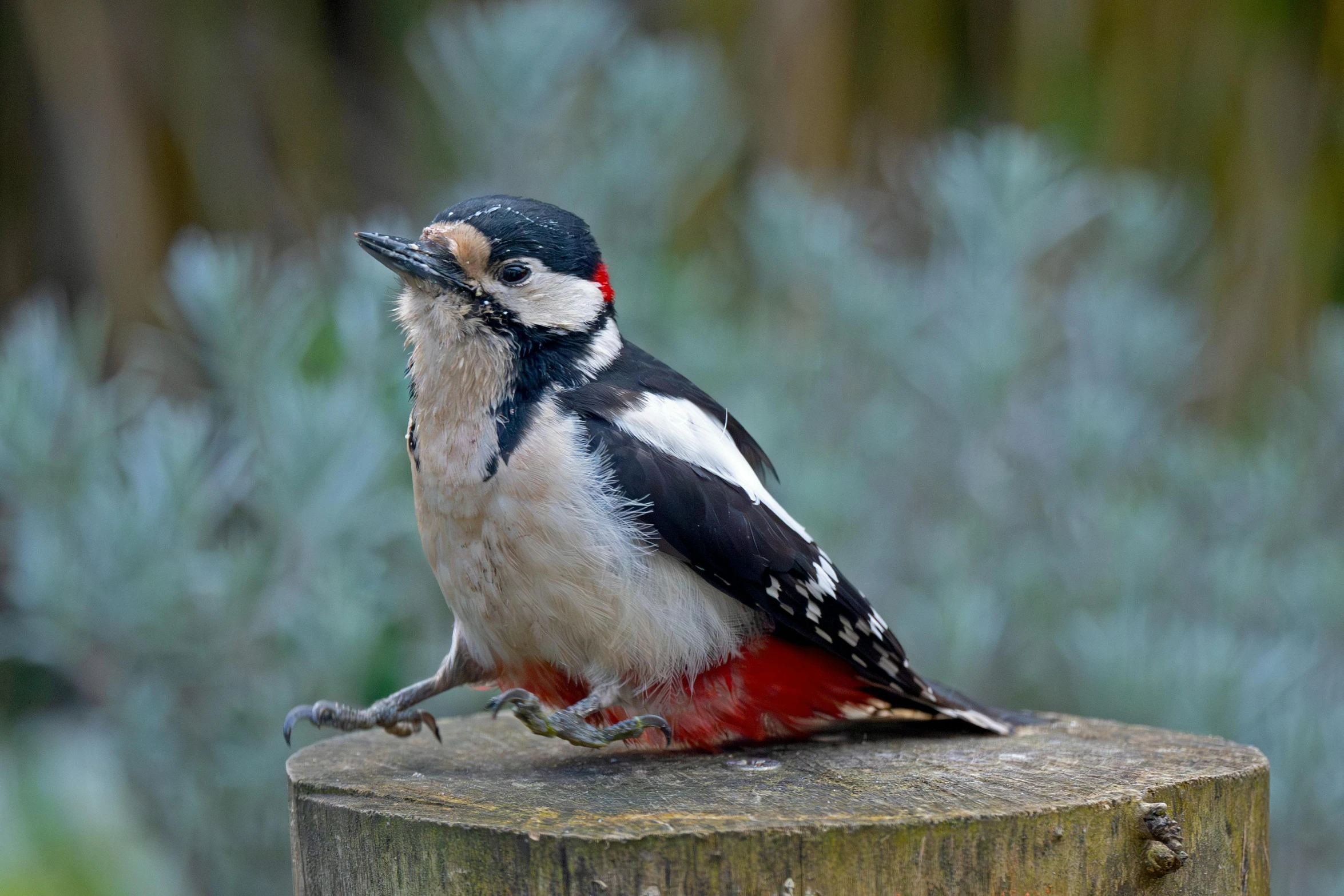 a white, black and red bird with its beak open sitting on top of a stump