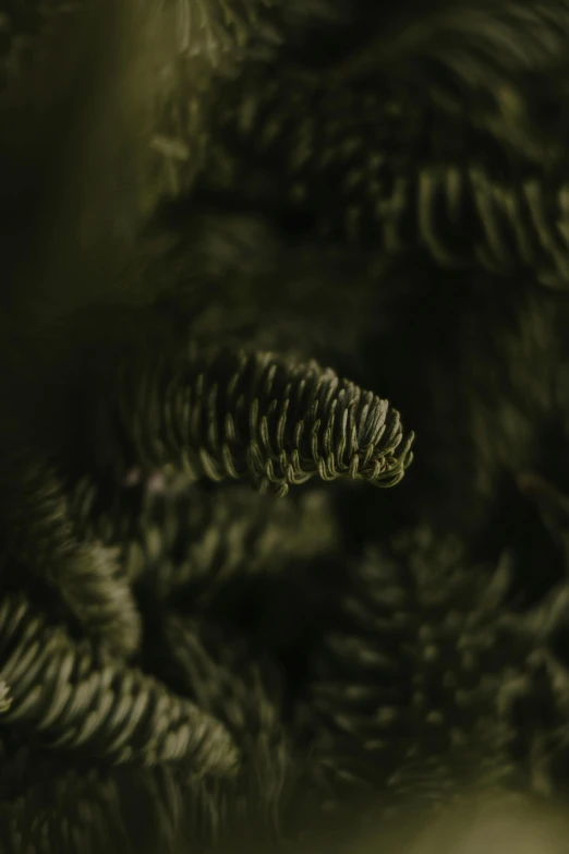 the top view of a pine cone in blurry image