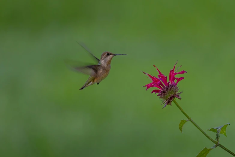 a hummingbird hovering near a flower that looks like pink flowers