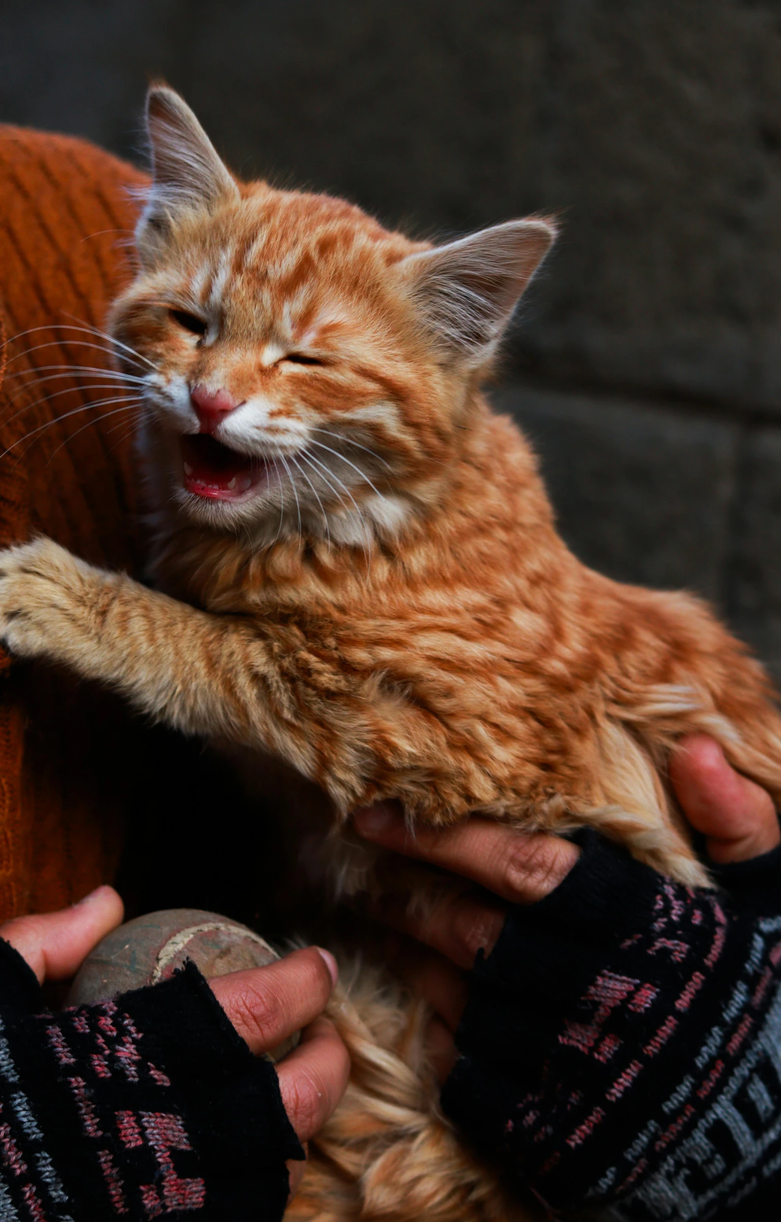 the orange tabby cat is getting close to a person's hand