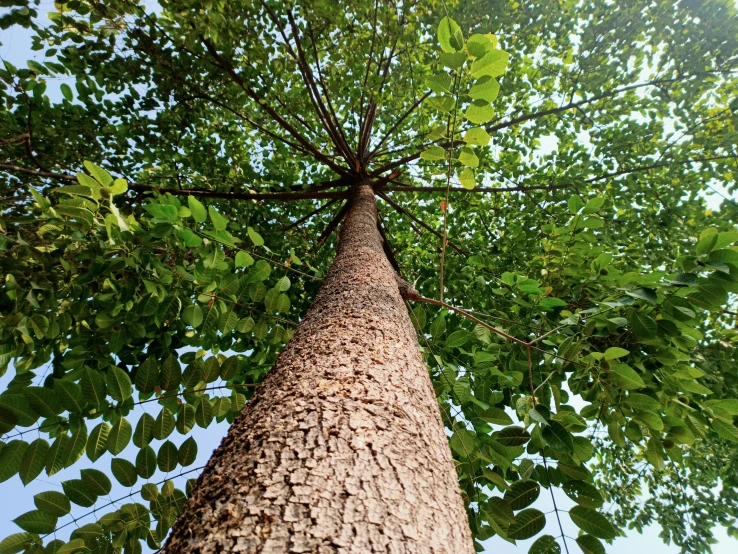 the view from below of an upward view of a tree