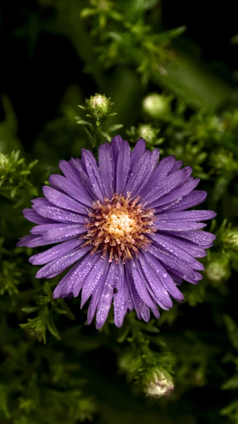 a small purple flower with rain drops on it