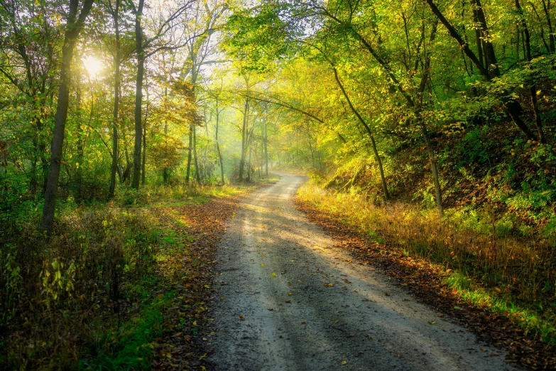 a dirt road surrounded by trees and grass