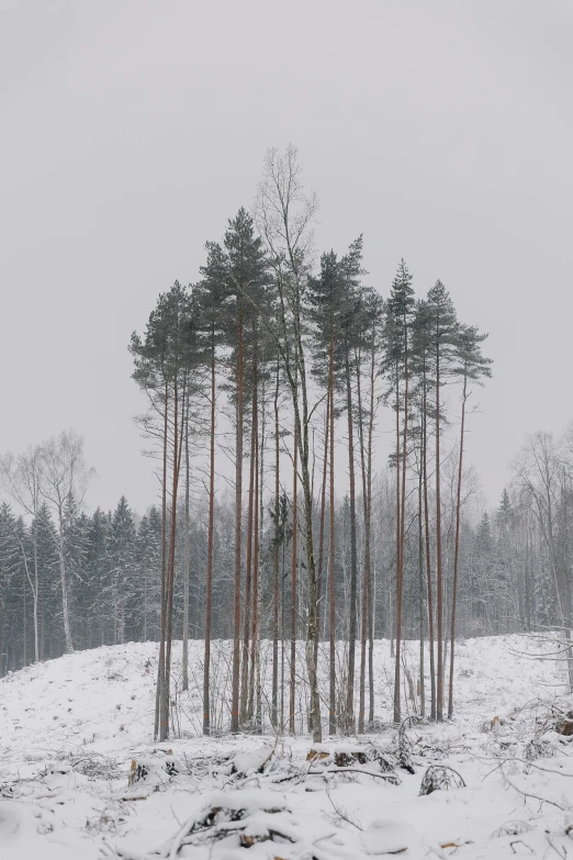 a large field with trees covered in snow