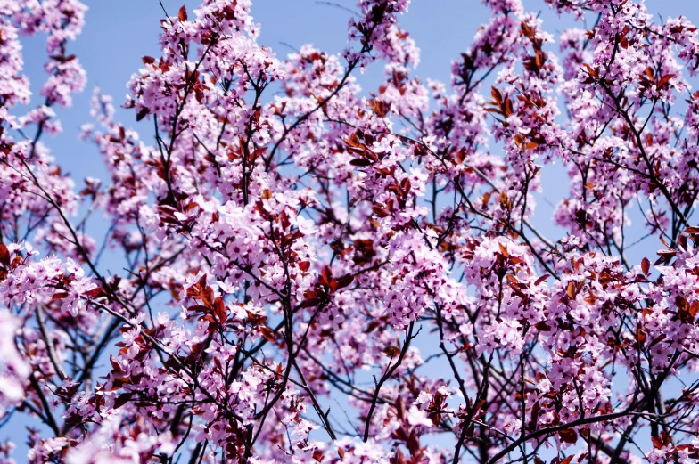 a very pretty tree with lots of purple flowers