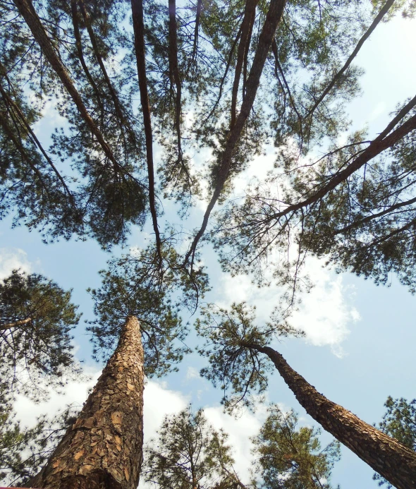 tall trees reaching up into the sky in an area of a forest