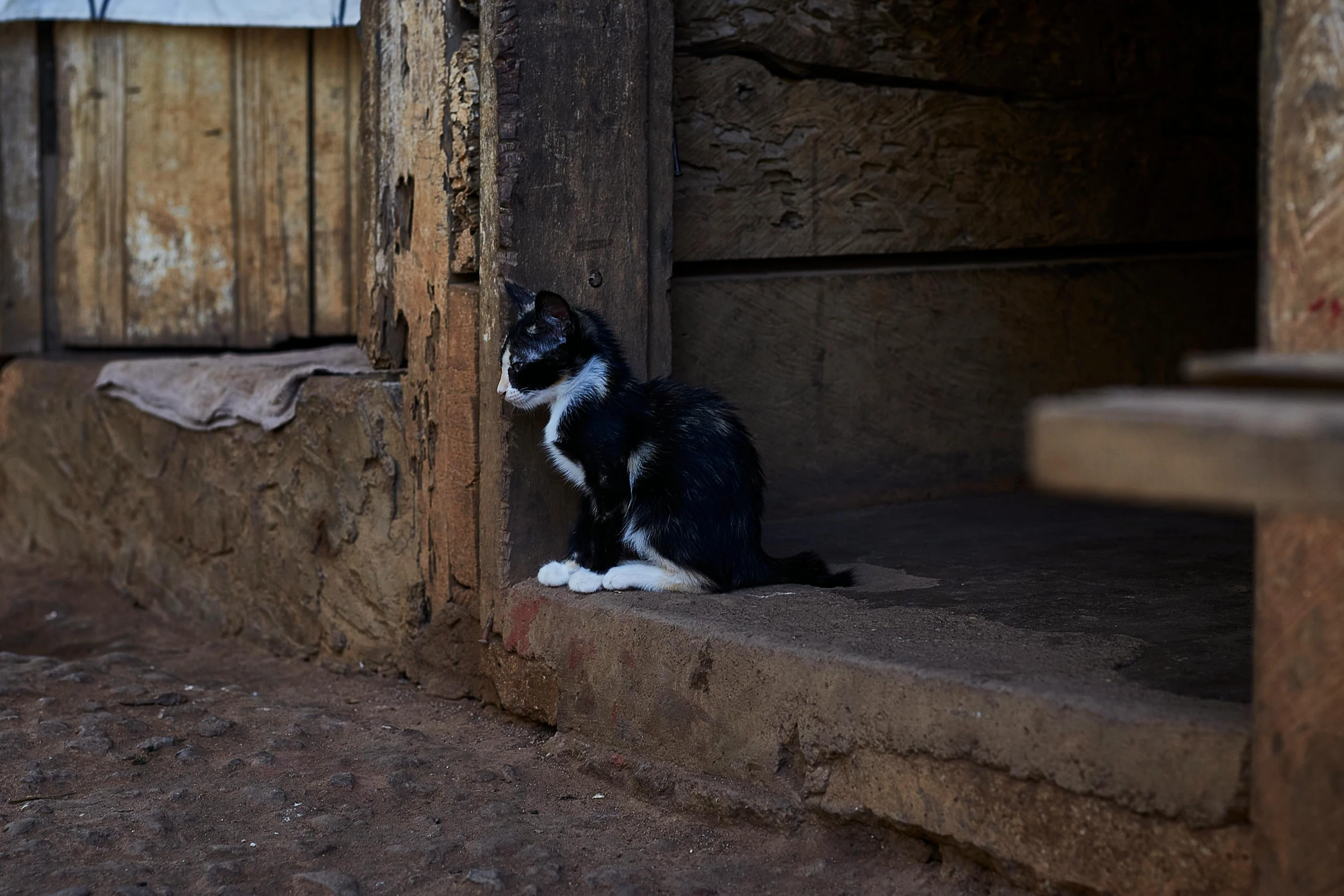 a black and white cat sitting on the steps of a building