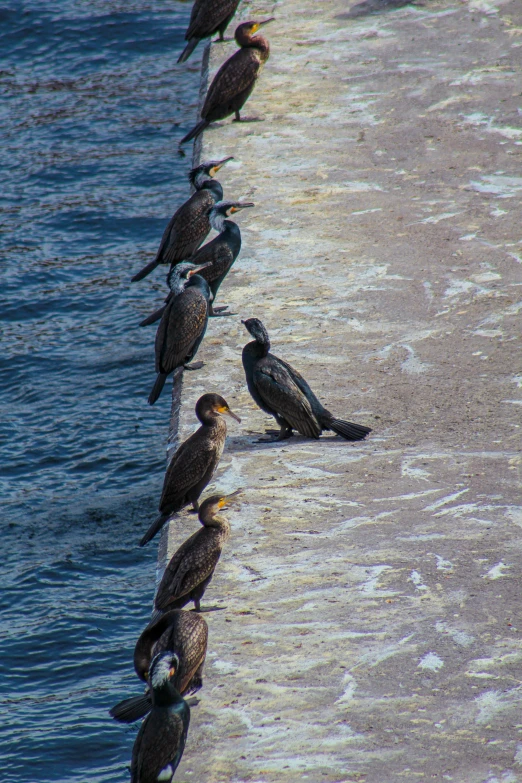 a group of birds that are sitting on the sand