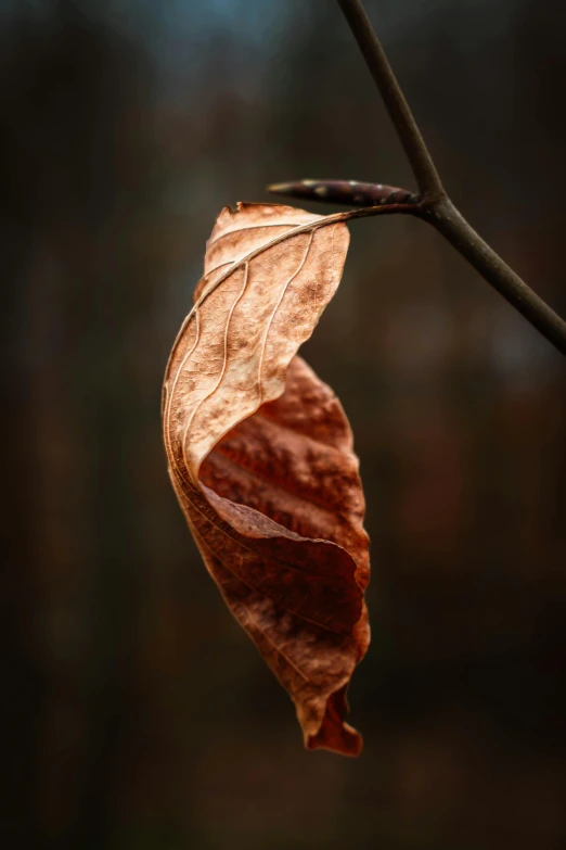 an insect on a leaf hanging upside down