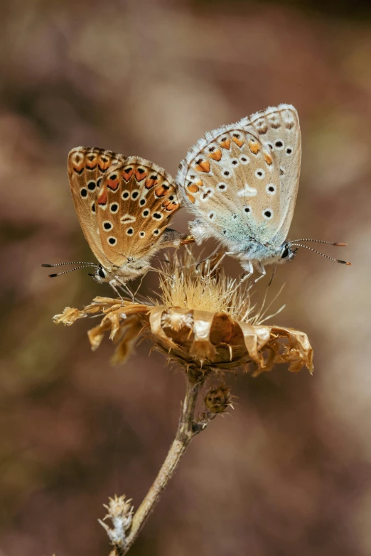 two erflies sitting on top of a dry flower