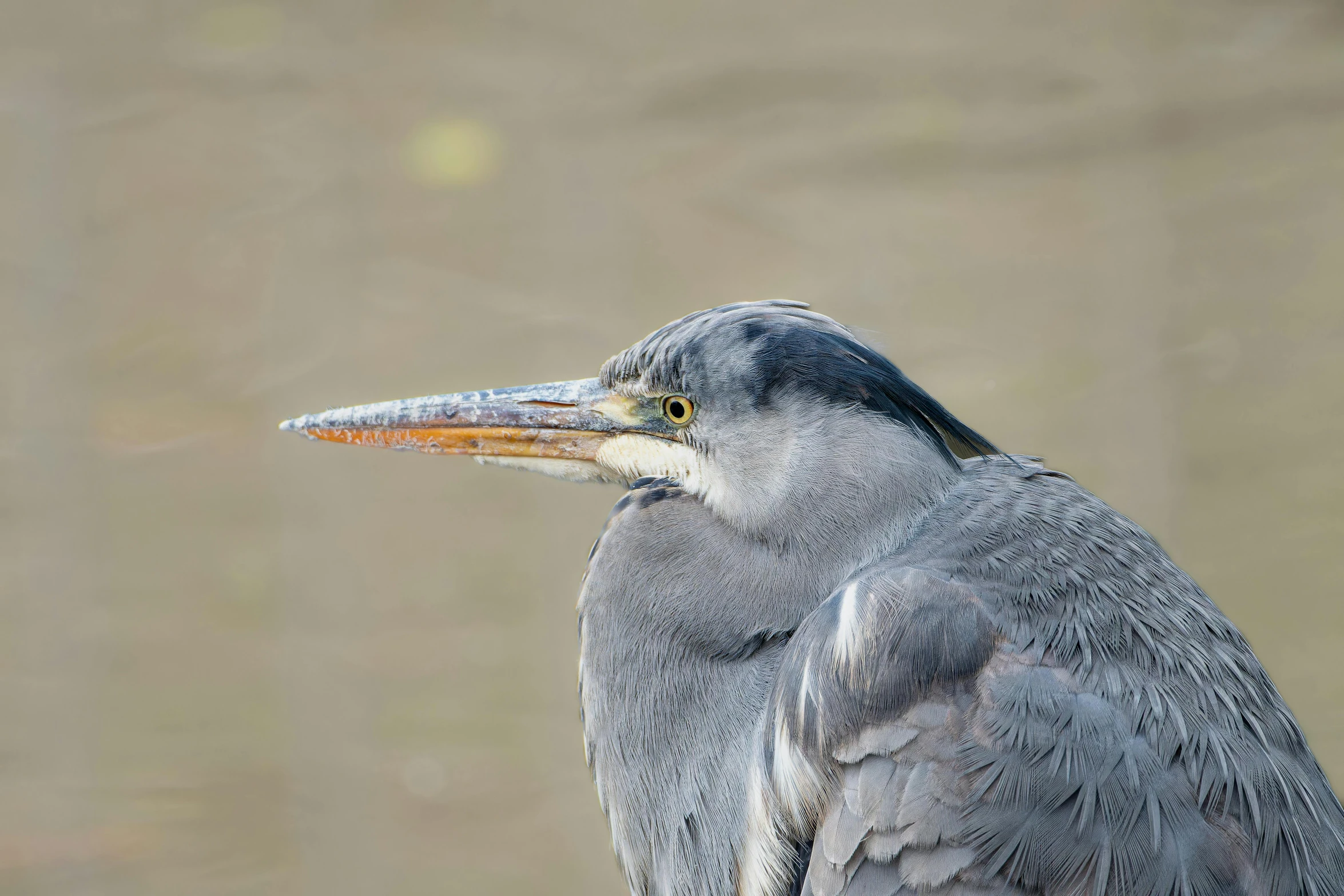 a bird with a yellow beak standing near a water