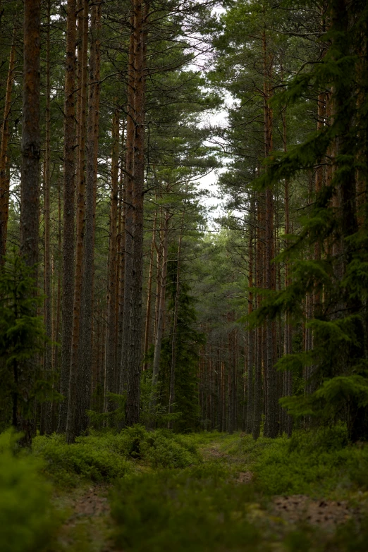 a path surrounded by many tall trees