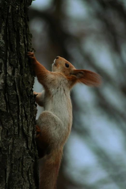 a red squirrel climbing up the side of a tree