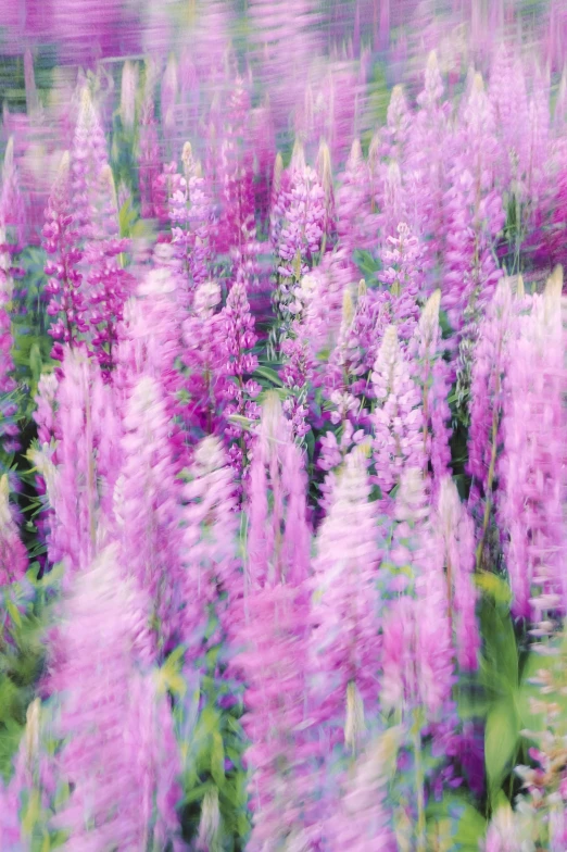 purple and white flowers are in bloom