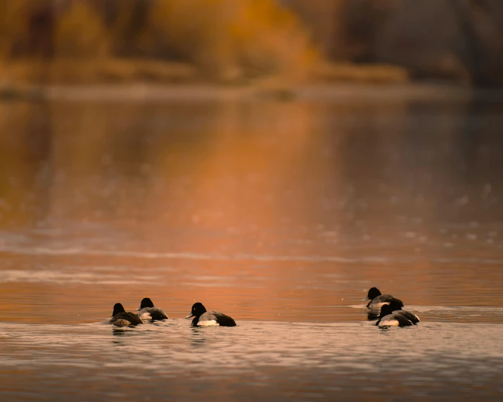ducks swim around in the water with a sunset background