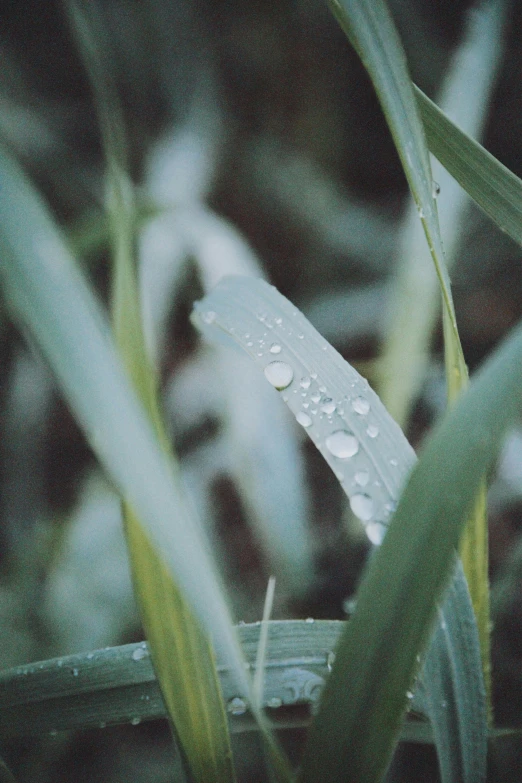 a leaf with water droplets on it near grass