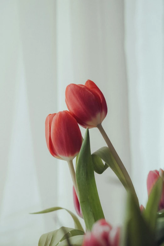 three pink flowers are placed in a vase