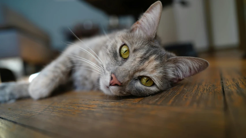 a cat laying on the floor looking forward