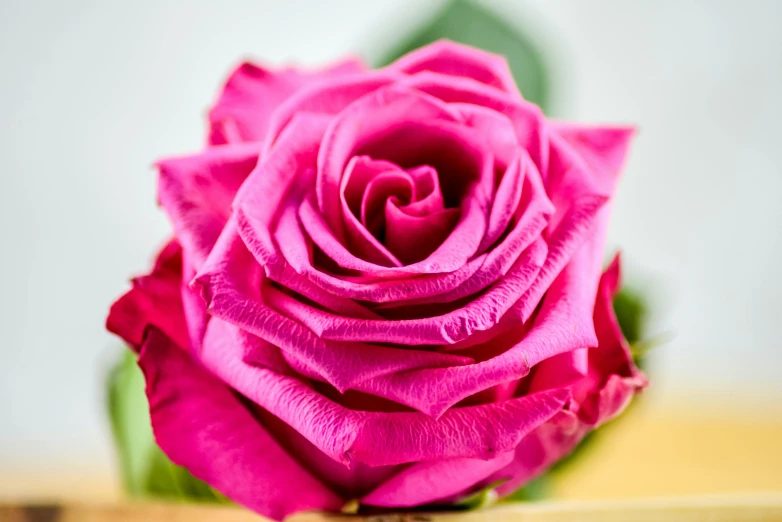 a large pink rose on a white background