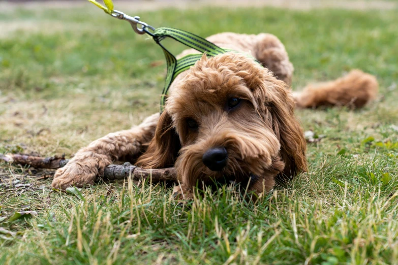brown dog with a leash laying on the grass