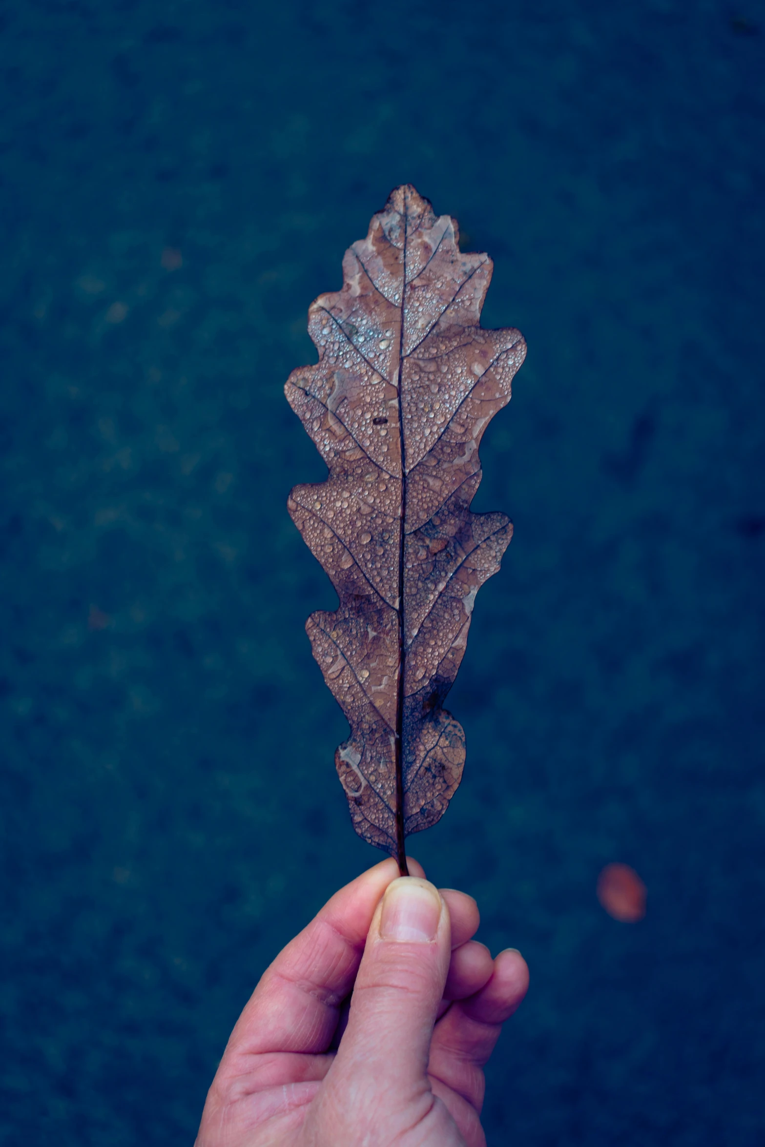 an open hand holding a leaf against a blue background