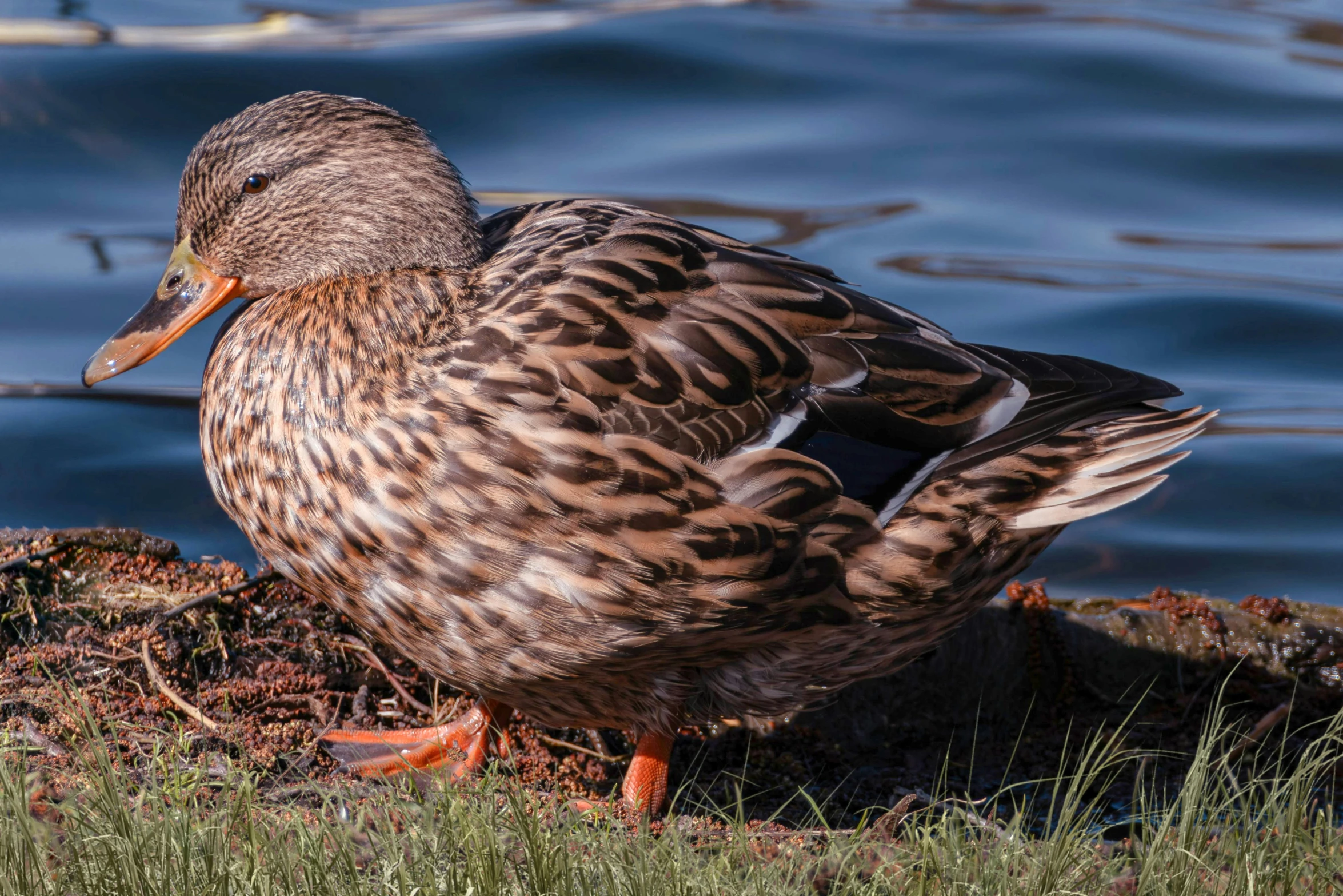 this is a duck in front of some water