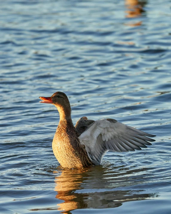 a close up of a duck swimming in some water