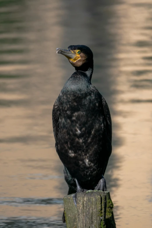 a bird standing on the end of a piece of wood